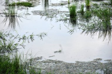 Ağaçları ve bitkileri meyve ve çiçekleri olan doğal yeşil orman..