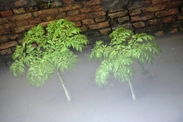 Βυθισμένα Φυτά Και Δέντρα Κατά Διάρκεια Πλημμύρας — Φωτογραφία Αρχείου