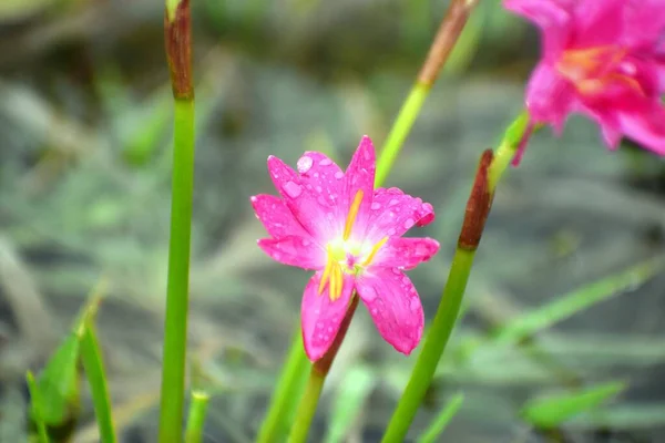 Blomma Naturlig Grön Skog — Stockfoto