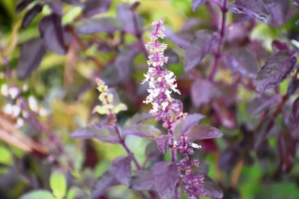 Flower and seeds of holy basil plant.