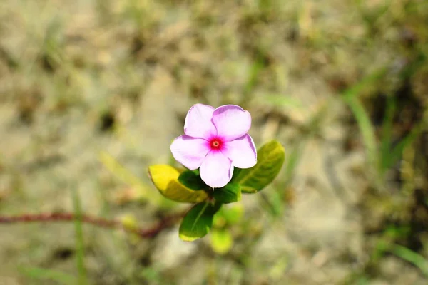 Blomma Naturlig Grön Skog — Stockfoto