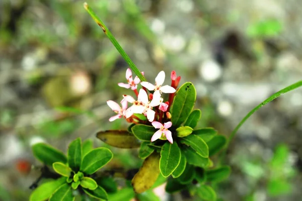 Flori Pădurea Verde Naturală — Fotografie, imagine de stoc