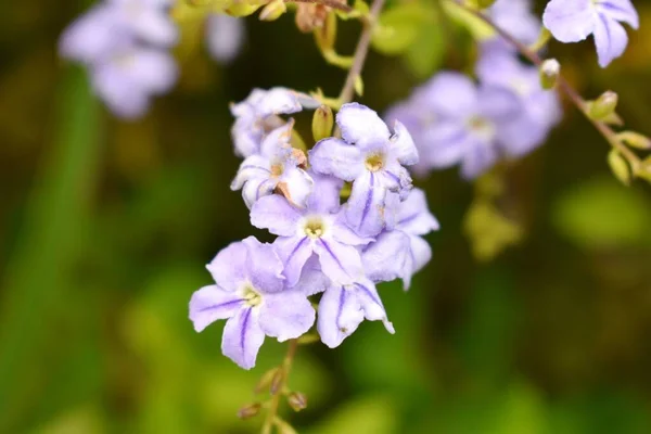 Fiore Nella Foresta Verde Naturale — Foto Stock