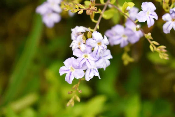 Blomma Naturlig Grön Skog — Stockfoto