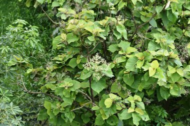 Ağaçları ve bitkileri meyve ve çiçekleri olan doğal yeşil orman..