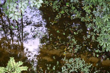 Ağaçları ve bitkileri meyve ve çiçekleri olan doğal yeşil orman..