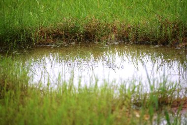 Şiddetli selin yol açtığı yıkım 