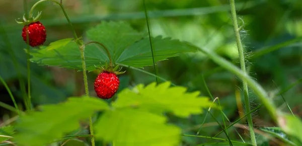Wild strawberry bush with red berries in a forest glade in the sun. Banner
