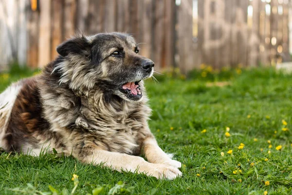 A large outbred good dog lies on the grass and barks against the background of an old wooden fence