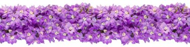Beyaz arka planda yalıtılmış leylak desenli çiçeklerden yapılmış kusursuz yatay pankart. Üst görünüm, alanı kopyala.