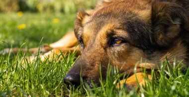 Dalgın, düşünceli iyi köpek çimlerin üzerinde yatıyor ve üzgün.