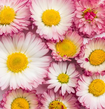 Beyaz arkaplanda Daisy çiçek deseni