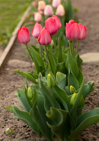 Incroyable Tulipes Roses Dans Lit Fleurs Fleurissant Printemps — Photo