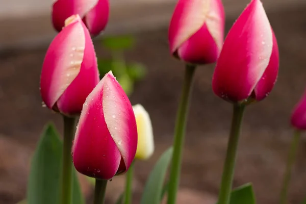 Fleurs Tulipes Roses Délicates Dans Parterre Fleurs Avec Des Gouttes — Photo