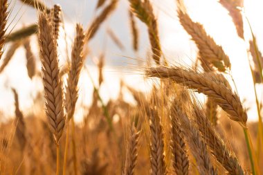 Olgun sarı buğday başaklarının arkaplanı, gün batımında hasat edilmeden önce tarla. Kısmen bulanık