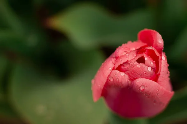 Fleurs Tulipes Roses Délicates Dans Parterre Fleurs Avec Des Gouttes — Photo