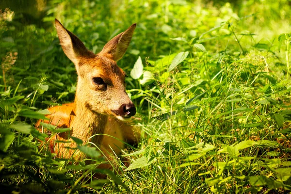 Little cute deer lying in greenery in the sun