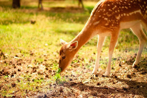 太陽の下で松の間の森のグレードに立って小さなかわいい斑点の鹿 — ストック写真