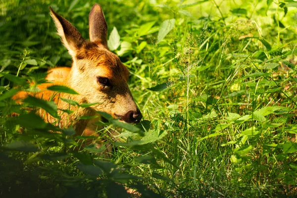 太陽の下で緑に覆われた可愛い鹿 — ストック写真