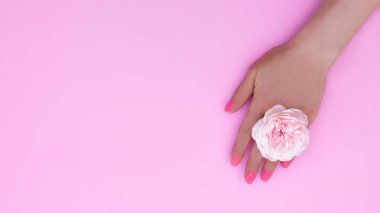 Pembe manikürlü bir kadın eli ve pembe arka planda bir gül çiçeği. Pankart. Boşluğu kopyala, üst görünüm.