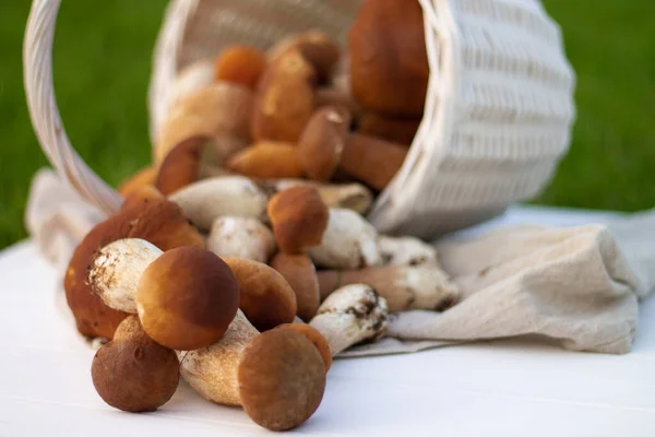 Cesto di vimini bianco con funghi porcini marroni — Foto Stock
