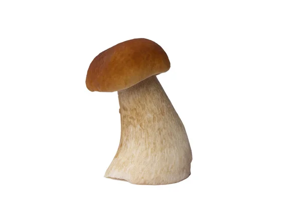 Seta Boletus Marrón Aislada Sobre Fondo Blanco — Foto de Stock