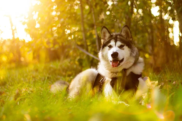 Vacker Ung Hund Ras Alaska Malamute Ligger Solens Strålar Bakgrund — Stockfoto