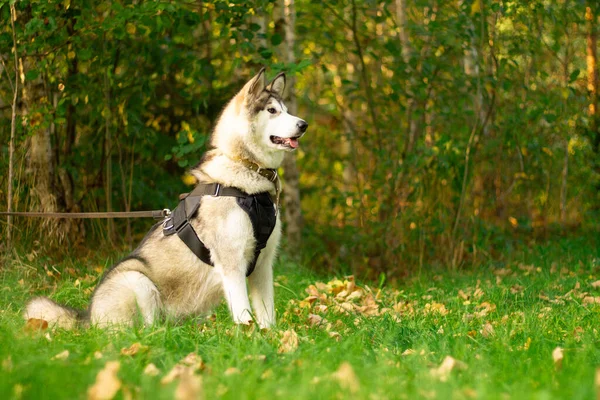 Beautiful Young Dog Breed Alaskan Malamute Sitting Rays Sun Background — Stock Photo, Image