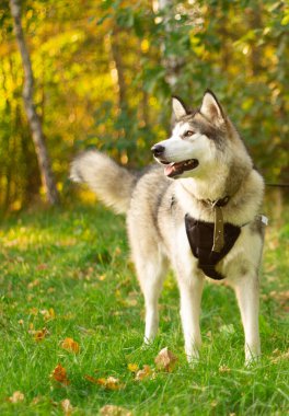 Alaska Malamute cinsinin güzel genç köpeği yeşillik ve çimlerin arka planında güneşin altında dikiliyor. Dikey