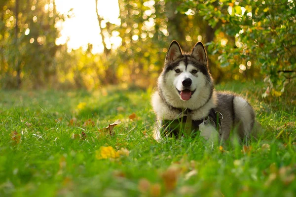 Beautiful Young Dog Breed Alaskan Malamute Lying Rays Sun Background — Stock Photo, Image