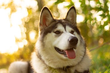 Alaska 'lı genç ve güzel bir köpek. Güneş ışınlarında yeşillik ve çimlerin üzerinde yatıyor.