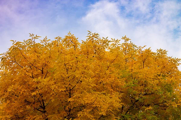 Fogliame giallo autunnale di frassino contro cielo blu con nuvole — Foto Stock