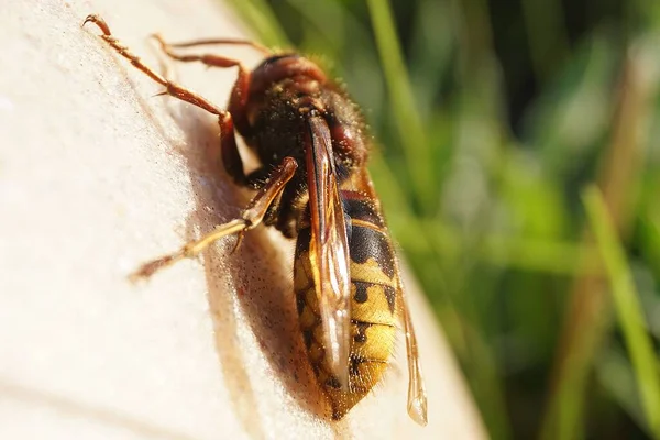 Hornet Sting Macro Detalhe Foto — Fotografia de Stock