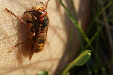 Eşekarısı güneşte ısınıyor.