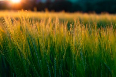 Gün batımında buğday tarlası