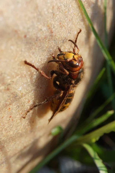 Hornet Aquecendo Sol — Fotografia de Stock