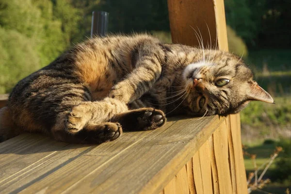 Kedi güneşleniyor.