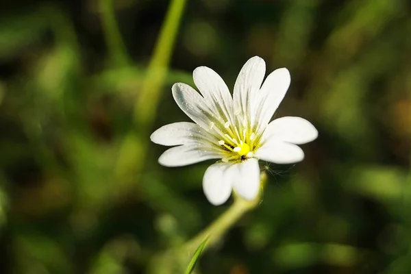 White Flower European Chickweed Yellow Pollen — Stock Photo, Image