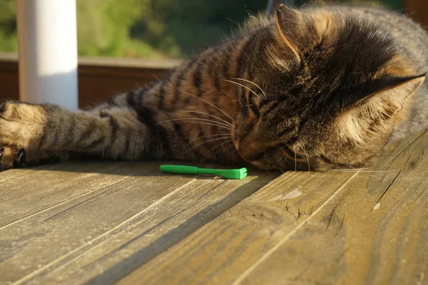 Gato Una Pinza Garrapata —  Fotos de Stock