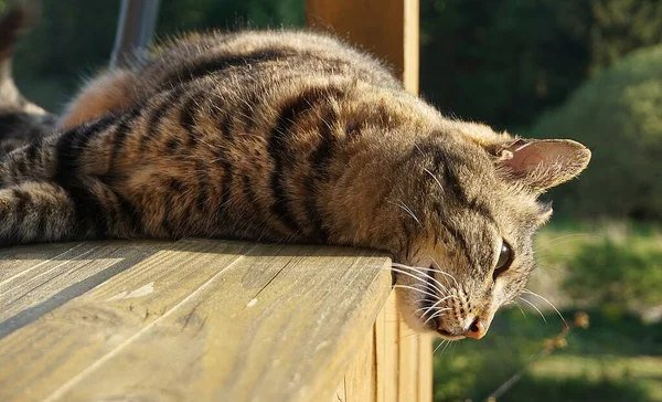 Gato Toma Banho Sol — Fotografia de Stock