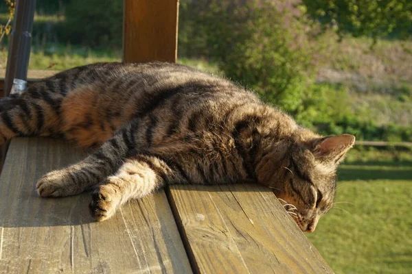 Кіт Приймає Сонячну Ванну — стокове фото
