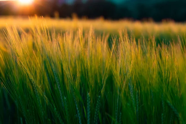 Campo Grano Tramonto — Foto Stock