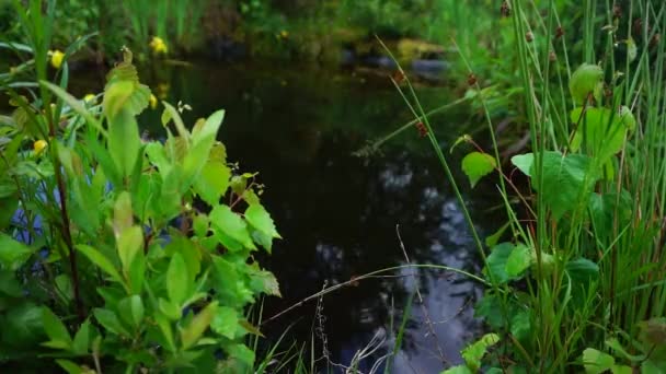 雨滴落在花园池塘里 — 图库视频影像