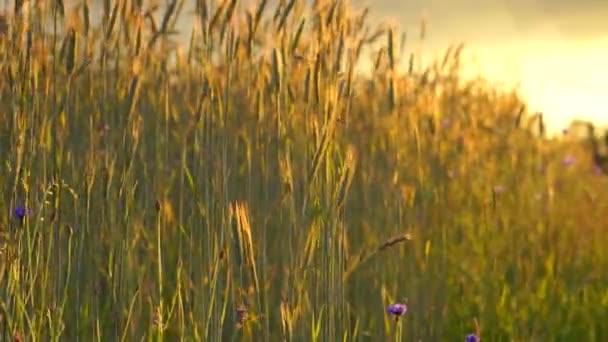 Landelijk Tarweveld Bij Zonsondergang — Stockvideo