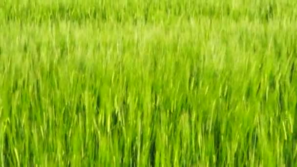 Панельний Знімок Пшеничного Поля — стокове відео