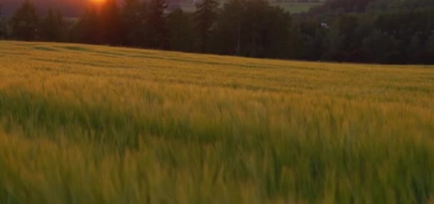 美しい夕日が沈む風の強い小麦畑 — ストック動画