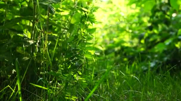 Зеленый Природный Сад — стоковое видео