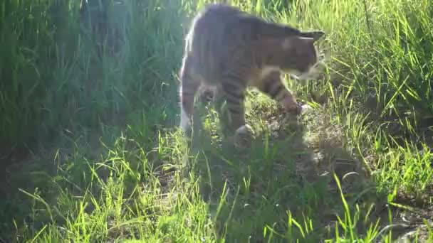 猫在自然界中打喷嚏 — 图库视频影像