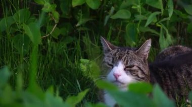 İki kedi birbiriyle karşılaşır ve biri tıslar.