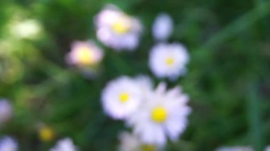 Beyaz Papatya Çiçeği Yolu Güneş Işığıyla Macro Videosunu Takip Et